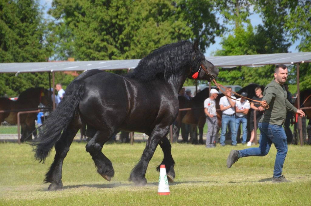 IX Młodzieżowy Czempionat Koni Ras Zimnokrwistych
