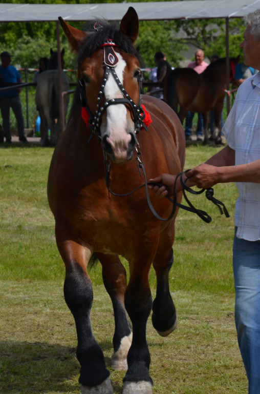  IX Młodzieżowy Czempionat Koni Ras Zimnokrwistych
