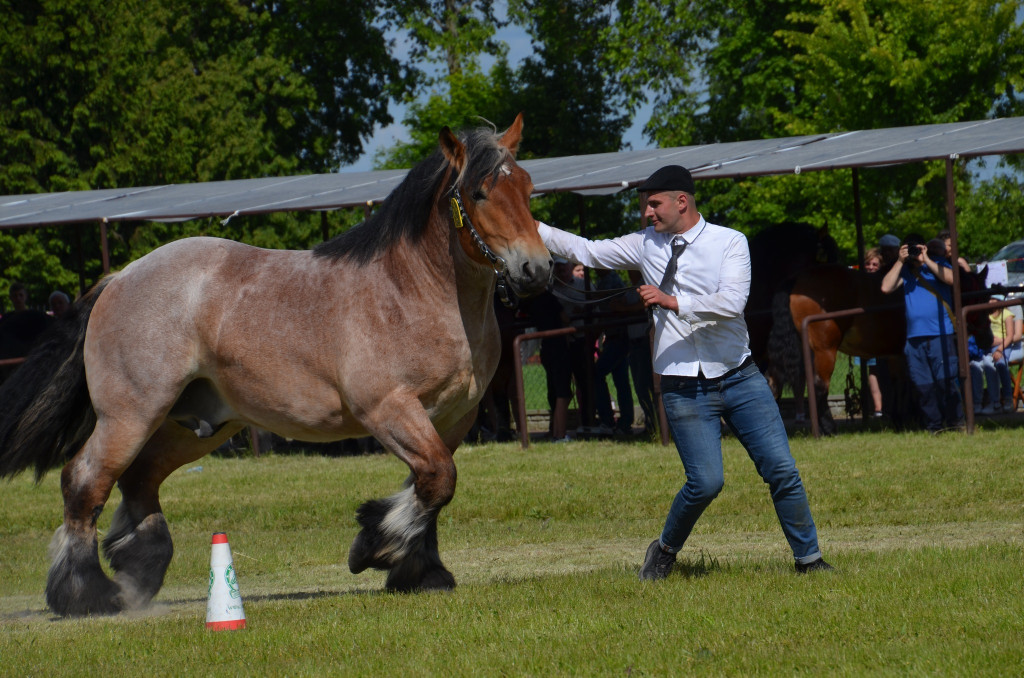 IX Młodzieżowy Czempionat Koni Ras Zimnokrwistych