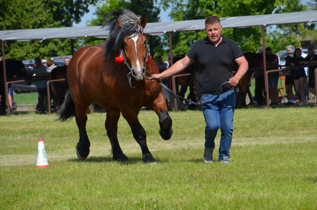  IX Młodzieżowy Czempionat Koni Ras Zimnokrwistych