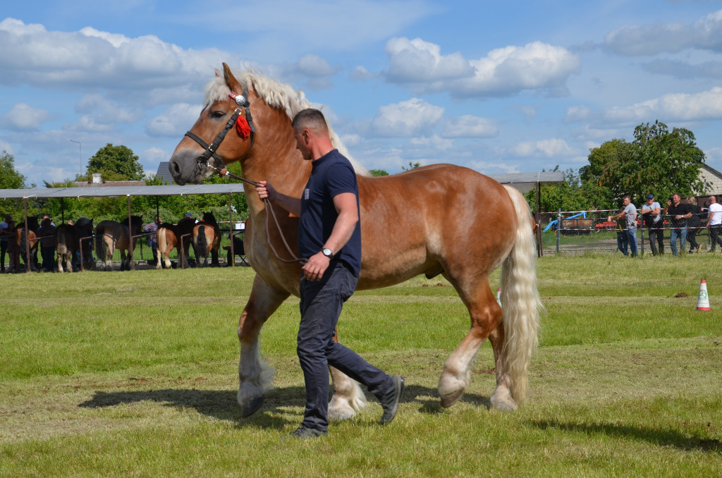  IX Młodzieżowy Czempionat Koni Ras Zimnokrwistych