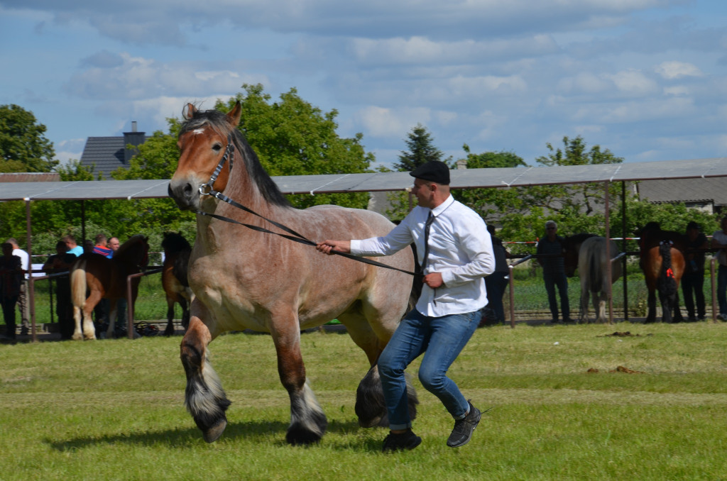  IX Młodzieżowy Czempionat Koni Ras Zimnokrwistych