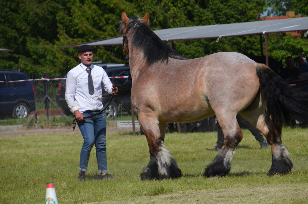  IX Młodzieżowy Czempionat Koni Ras Zimnokrwistych