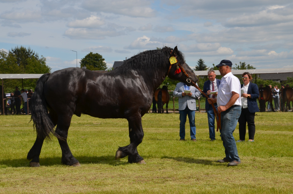  IX Młodzieżowy Czempionat Koni Ras Zimnokrwistych