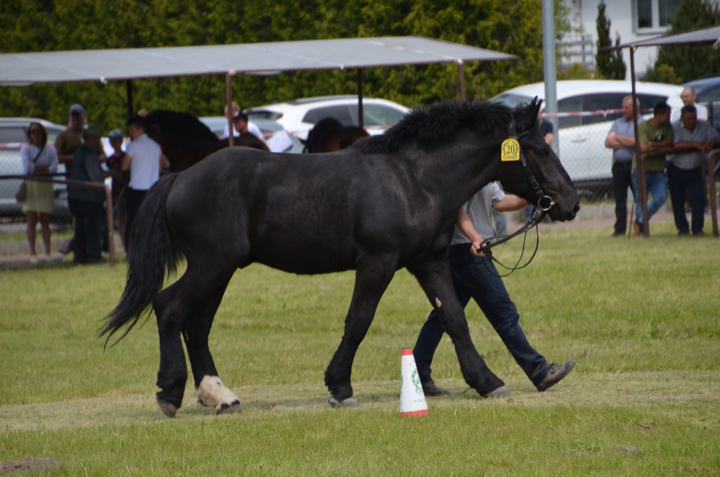  IX Młodzieżowy Czempionat Koni Ras Zimnokrwistych