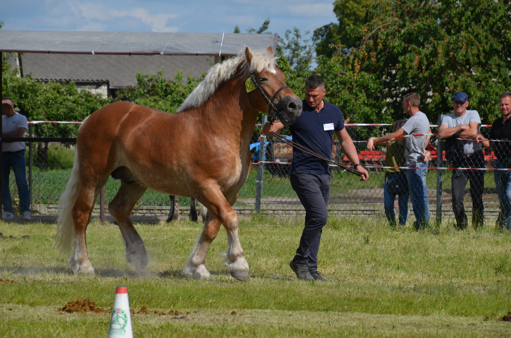  IX Młodzieżowy Czempionat Koni Ras Zimnokrwistych