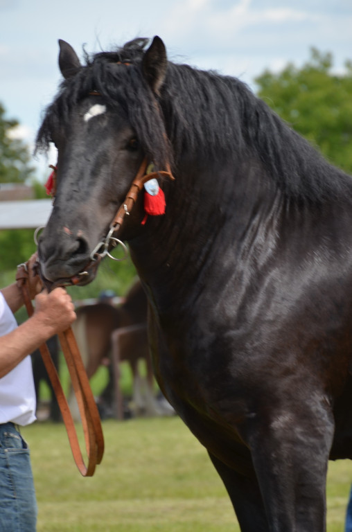  IX Młodzieżowy Czempionat Koni Ras Zimnokrwistych