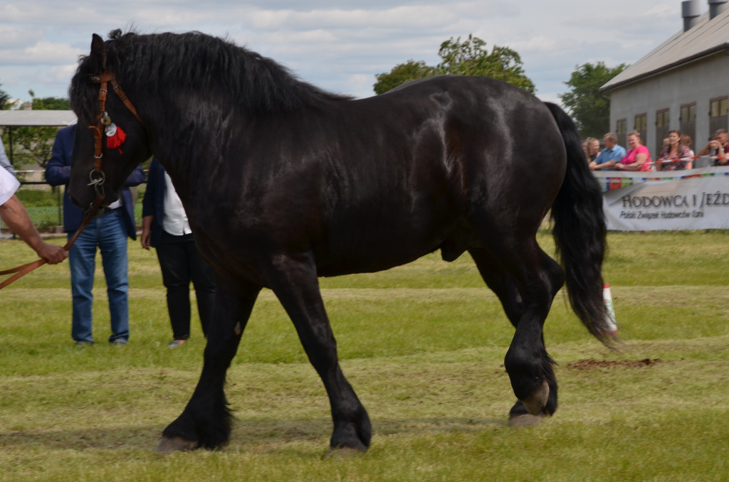  IX Młodzieżowy Czempionat Koni Ras Zimnokrwistych