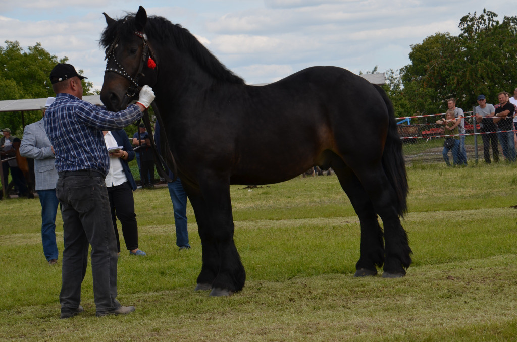  IX Młodzieżowy Czempionat Koni Ras Zimnokrwistych