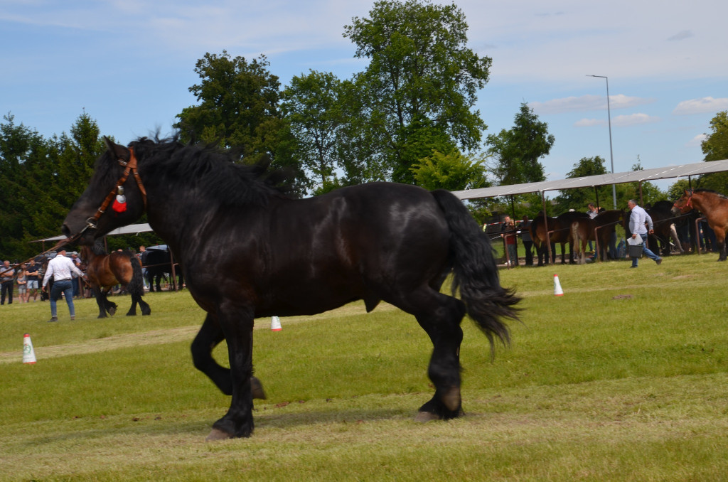  IX Młodzieżowy Czempionat Koni Ras Zimnokrwistych