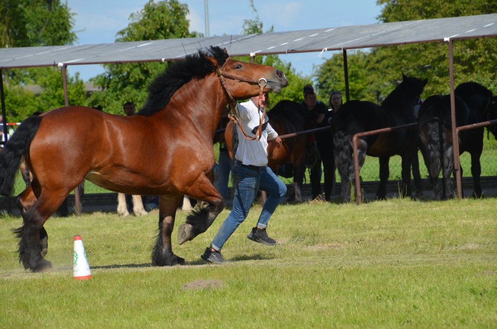  IX Młodzieżowy Czempionat Koni Ras Zimnokrwistych