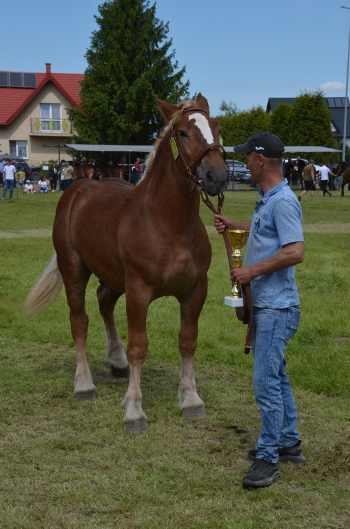  IX Młodzieżowy Czempionat Koni Ras Zimnokrwistych