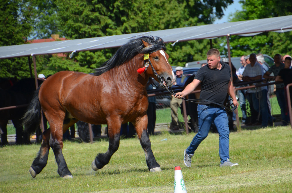  IX Młodzieżowy Czempionat Koni Ras Zimnokrwistych