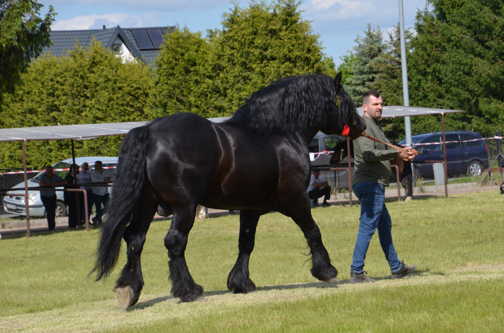  IX Młodzieżowy Czempionat Koni Ras Zimnokrwistych