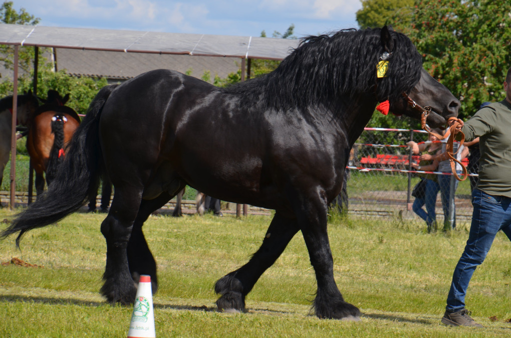  IX Młodzieżowy Czempionat Koni Ras Zimnokrwistych