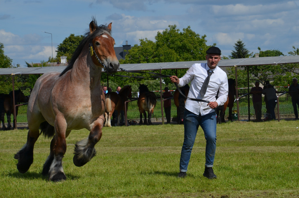  IX Młodzieżowy Czempionat Koni Ras Zimnokrwistych