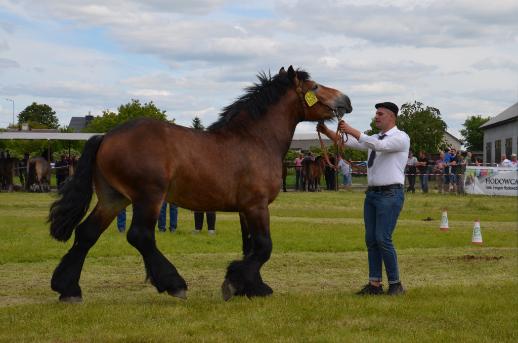  IX Młodzieżowy Czempionat Koni Ras Zimnokrwistych