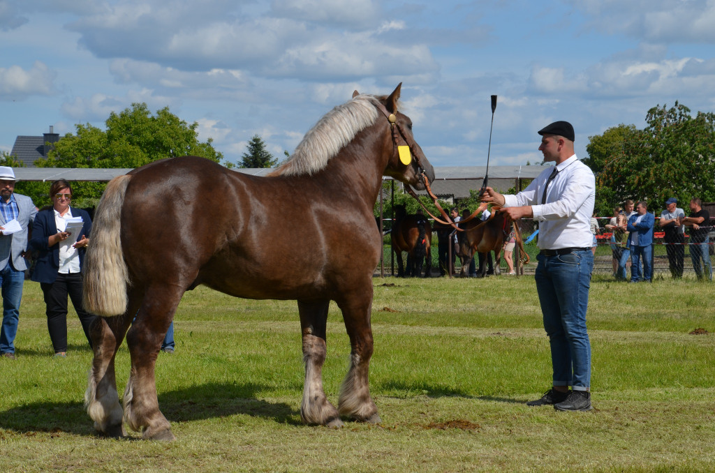  IX Młodzieżowy Czempionat Koni Ras Zimnokrwistych
