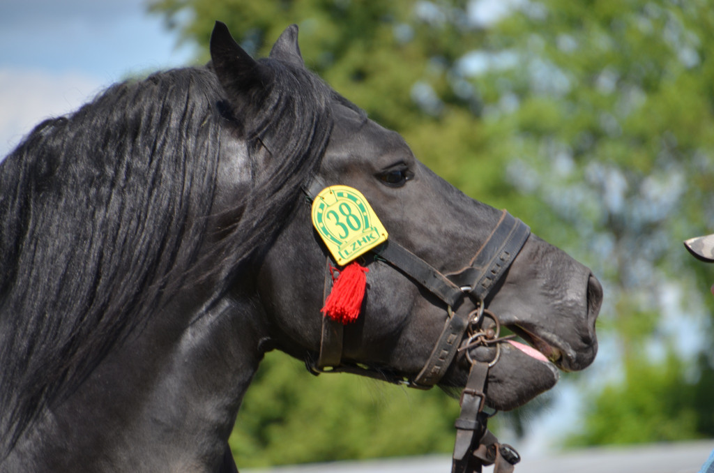  IX Młodzieżowy Czempionat Koni Ras Zimnokrwistych