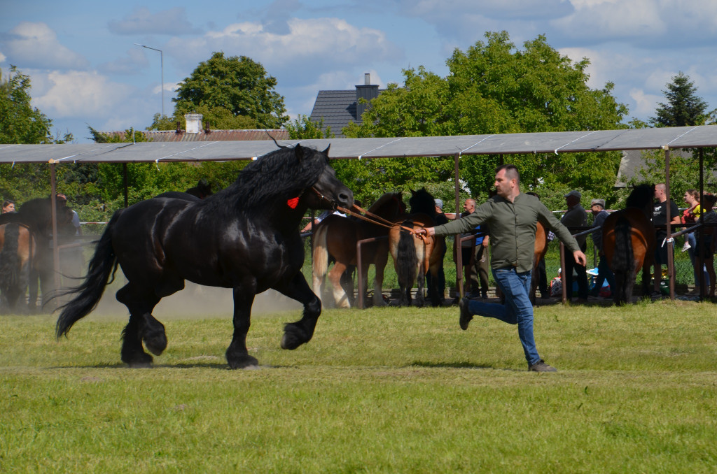  IX Młodzieżowy Czempionat Koni Ras Zimnokrwistych