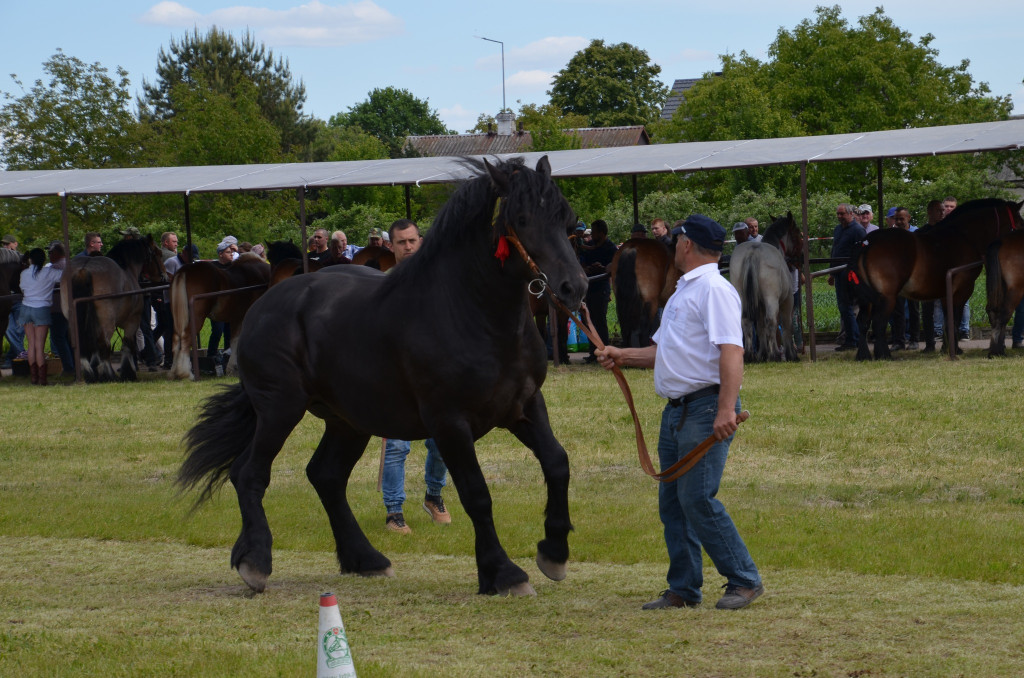 IX Młodzieżowy Czempionat Koni Ras Zimnokrwistych