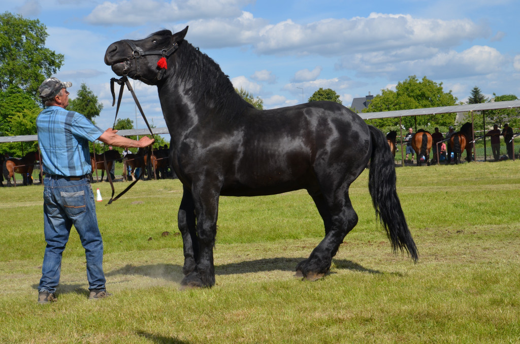  IX Młodzieżowy Czempionat Koni Ras Zimnokrwistych