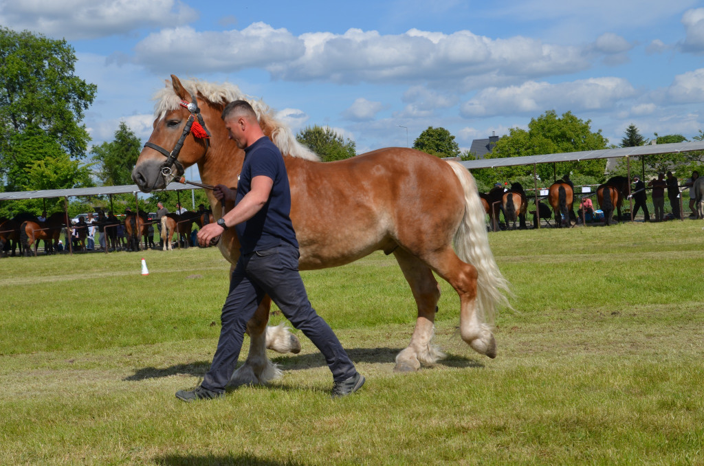  IX Młodzieżowy Czempionat Koni Ras Zimnokrwistych