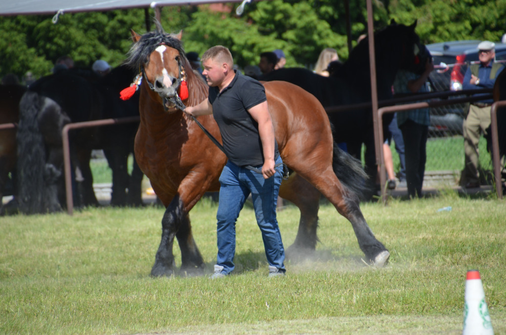 IX Młodzieżowy Czempionat Koni Ras Zimnokrwistych