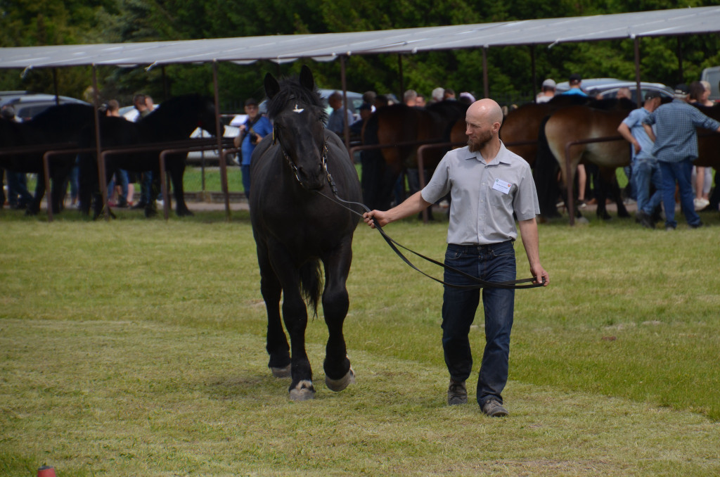 IX Młodzieżowy Czempionat Koni Ras Zimnokrwistych
