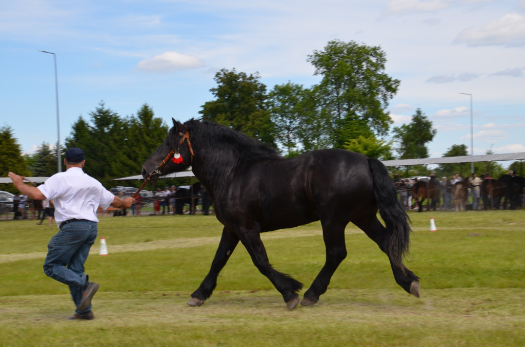  IX Młodzieżowy Czempionat Koni Ras Zimnokrwistych