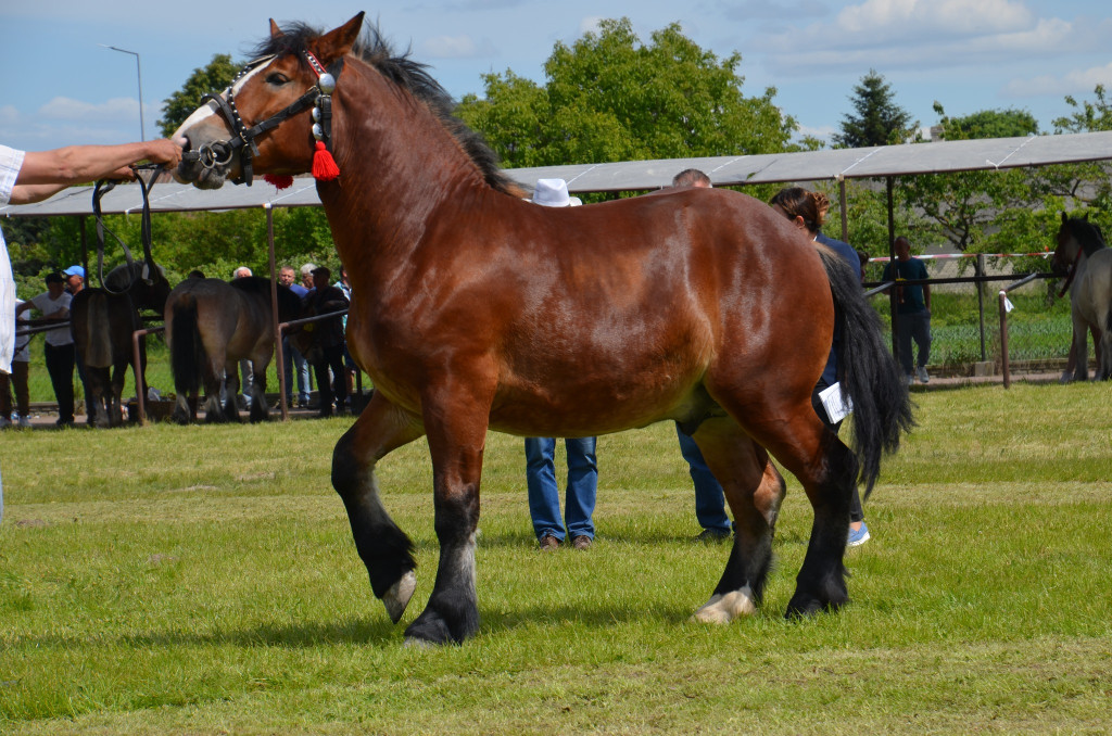  IX Młodzieżowy Czempionat Koni Ras Zimnokrwistych