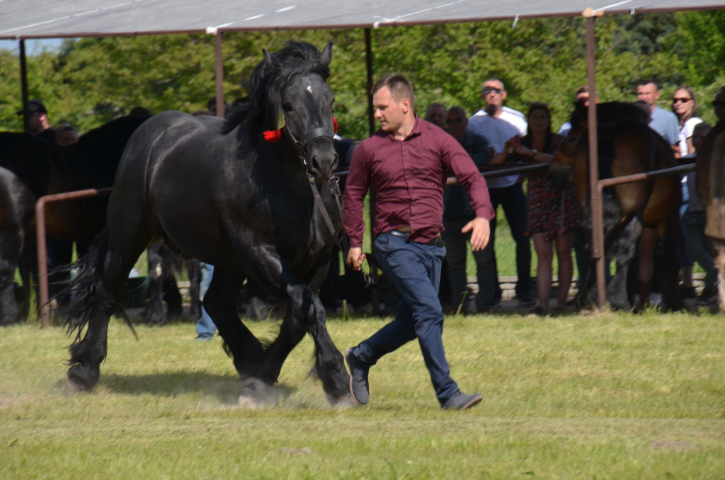  IX Młodzieżowy Czempionat Koni Ras Zimnokrwistych