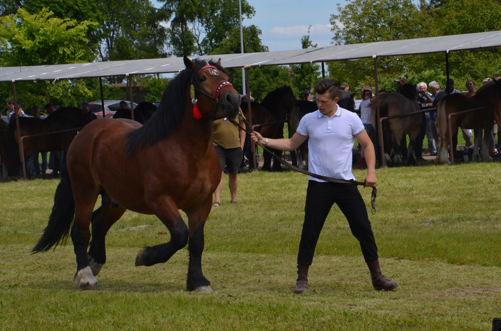  IX Młodzieżowy Czempionat Koni Ras Zimnokrwistych