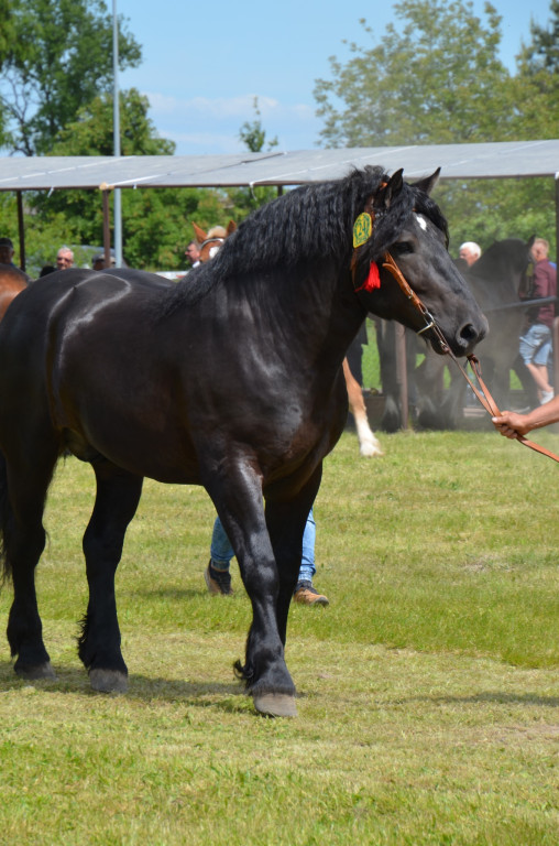  IX Młodzieżowy Czempionat Koni Ras Zimnokrwistych