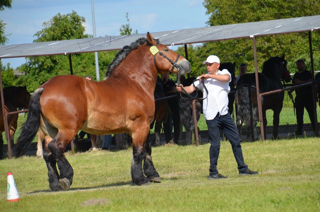  IX Młodzieżowy Czempionat Koni Ras Zimnokrwistych