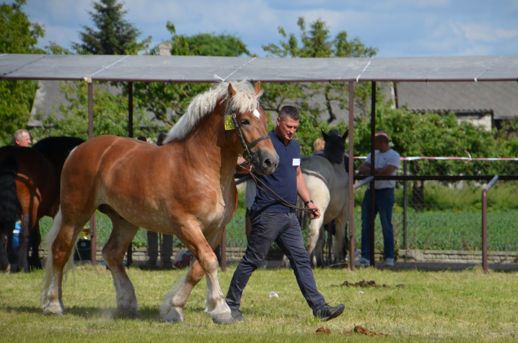  IX Młodzieżowy Czempionat Koni Ras Zimnokrwistych