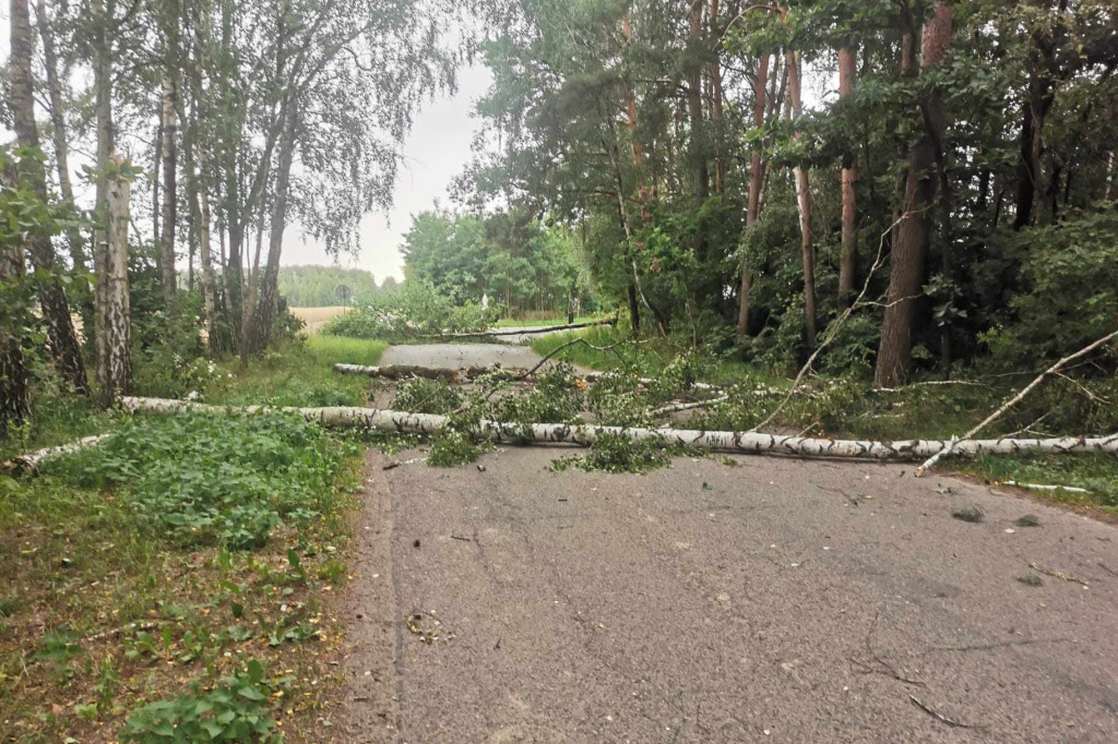 Usuwanie powalonych drzew w gminie Komarówka