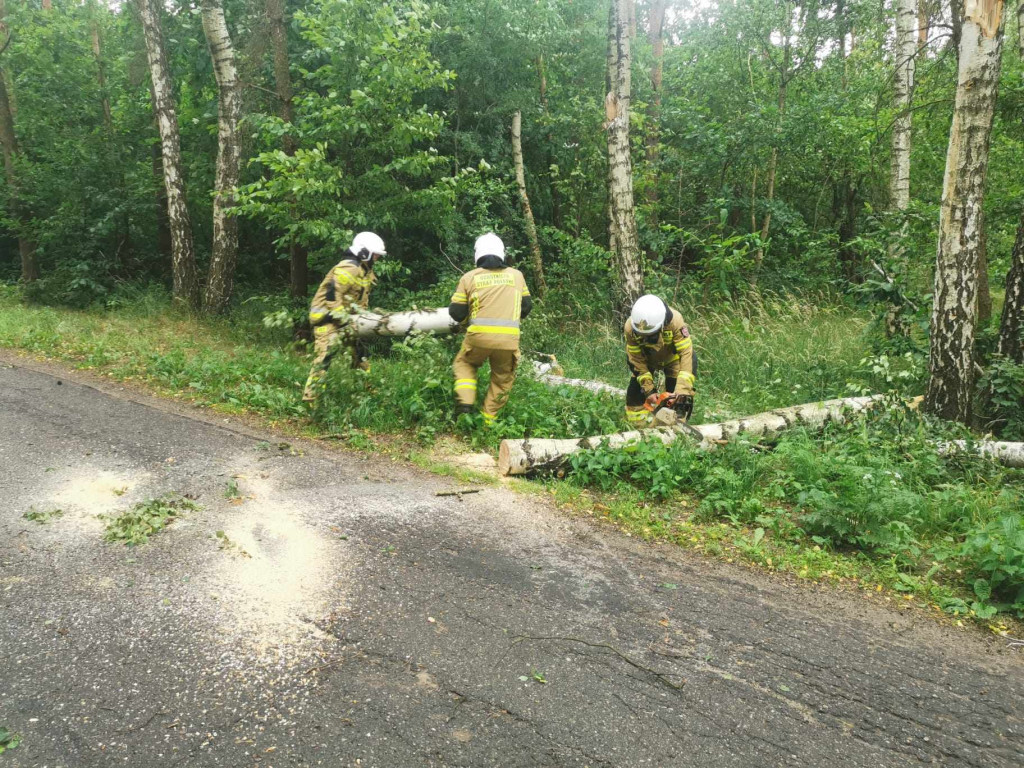 Usuwanie powalonych drzew w gminie Komarówka