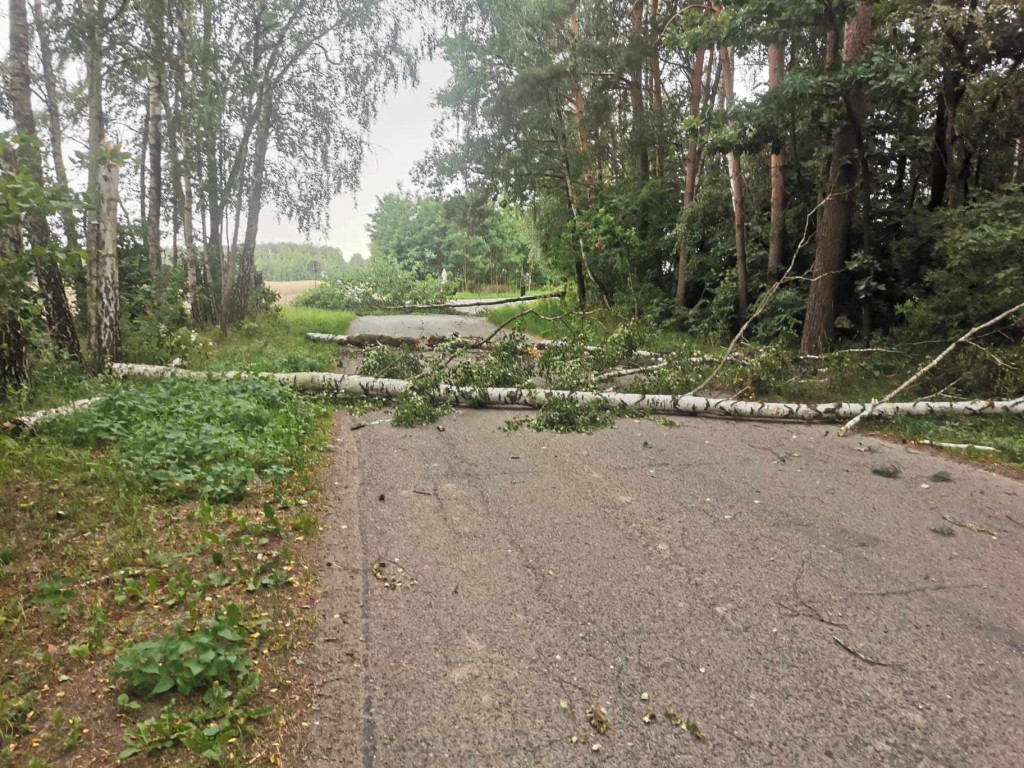 Usuwanie powalonych drzew w gminie Komarówka