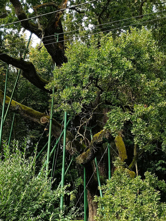 Piesza pielgrzymka na Jasną Górę - dzień siódmy