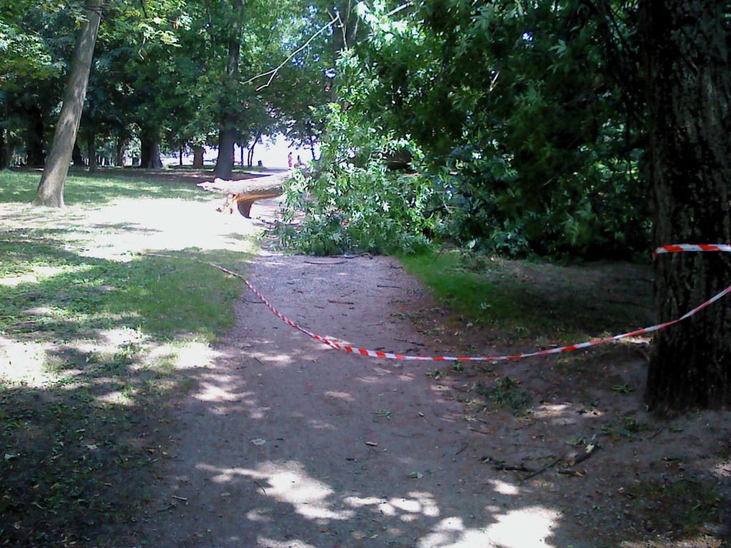Przewrócone drzewo w parku