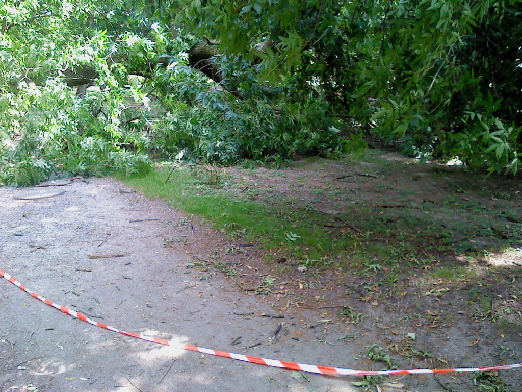 Przewrócone drzewo w parku
