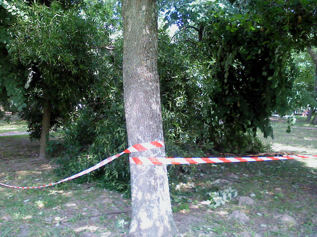 Przewrócone drzewo w parku