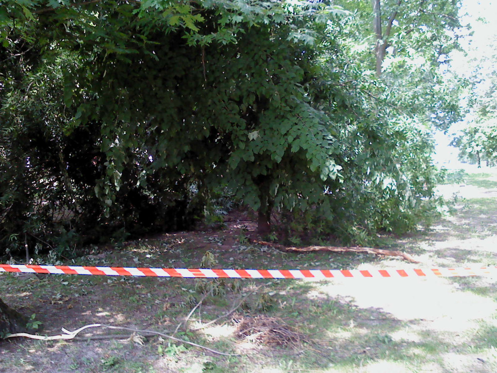 Przewrócone drzewo w parku