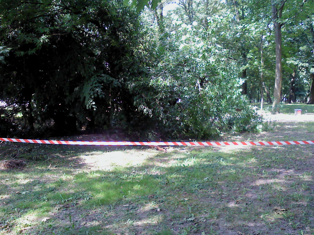 Przewrócone drzewo w parku