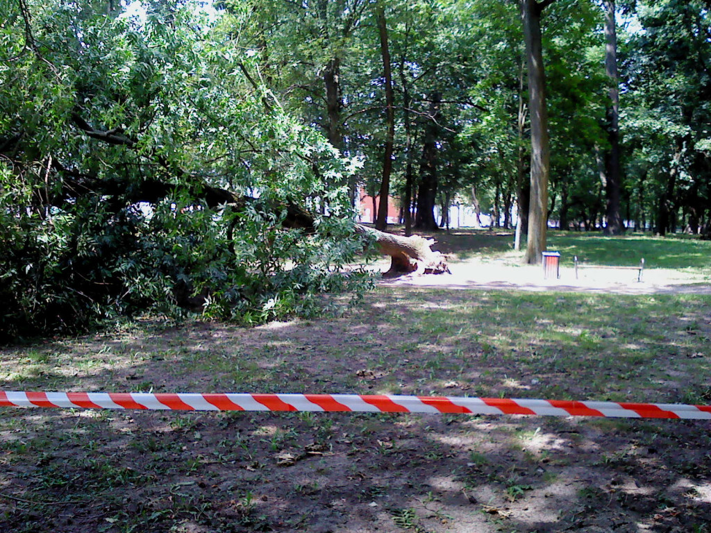 Przewrócone drzewo w parku