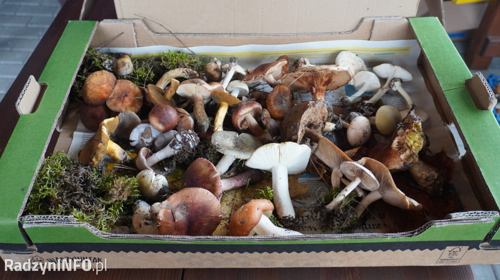 Wystawa grzybów w Nadleśnictwie