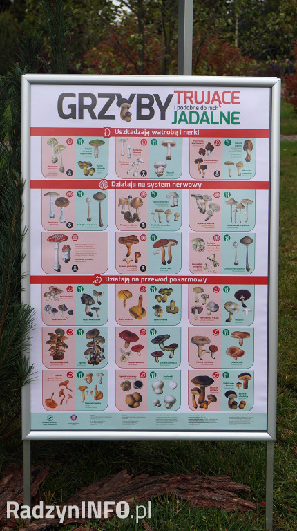 Wystawa grzybów w Nadleśnictwie