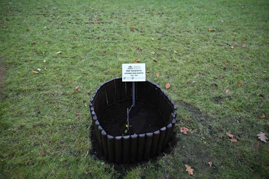 Zasadzenie dębu >Bartuś< na placu I LO w Radzyniu