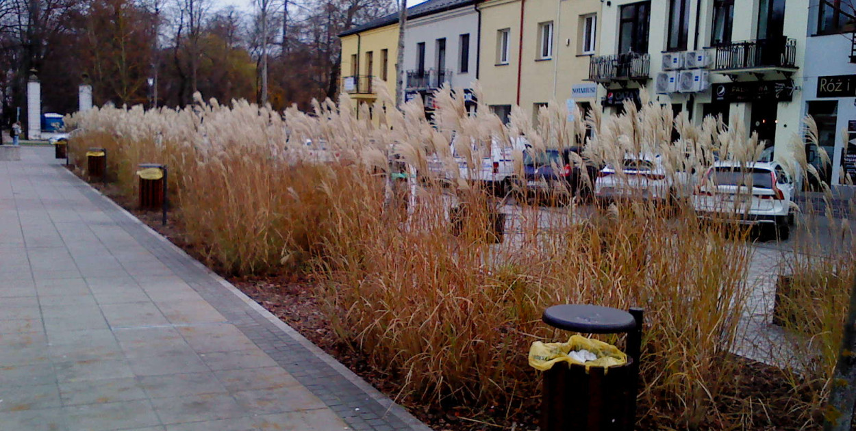 Zeschnięte trawy na Rynku